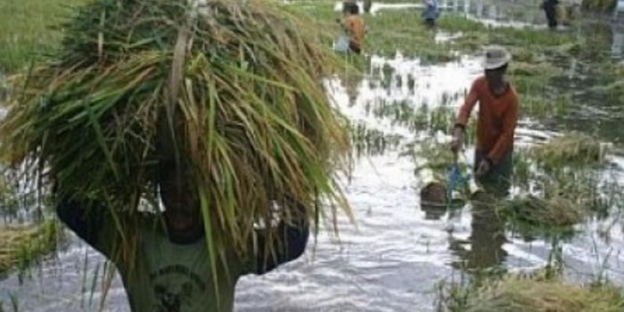 Petani padi di Kampung Muara Batuq, Kecamatan Mook Mannor Bulatn Kutai Barat memilih padi yang masih memungkinkan untuk diambil setelah tiga hari terendam banjir. Foto: HO/ Warga Kampung Muara Batuq.