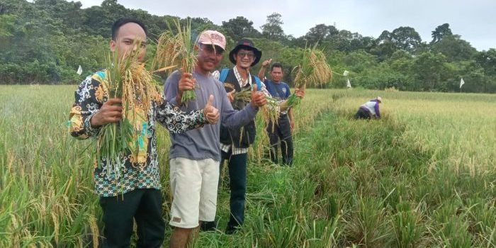 Gelar Panen Padi Perdana, Pemerintah Kampung Jambuk Berharap Kedepannya Bisa Jadi Lumbung Pangan