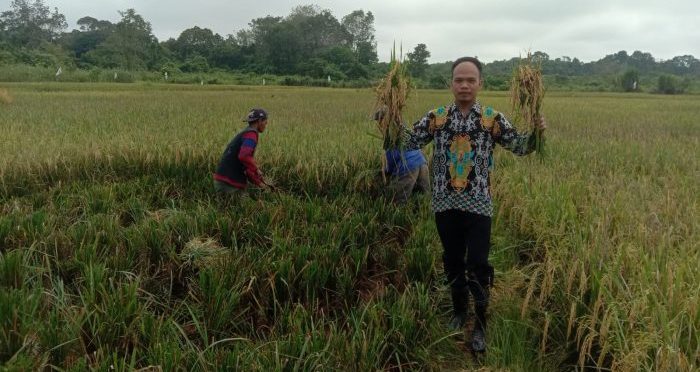Salah satu staff pemerintah Kampung Jambuk, Darni saat memperlihatkan hasil panen padi yang dikelola bersama oleh BUMKa dan masyarakat setempat. Foto: HO.