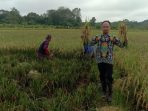 Lahan pertanian sawah milik pemerintah Kampung Jambuk, Kutai Barat yang dikelola Badan Usaha Milik Kampung (BUMKa) sudah berhasil dipanen. Foto: HO.