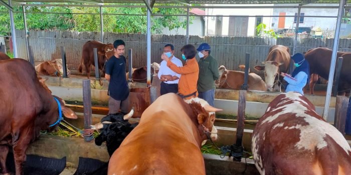 Belum Ditemukan Sapi Bergejala PMK Di Kota Balikpapan