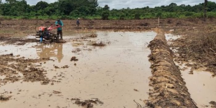 Lahan pertanian yang ada di Kecamatan Bongan Kabupaten Kutai Barat. Foto: HO.