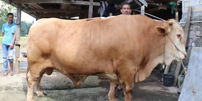 Idul Adha 2022: Doa & Tata Cara Penyembelihan Hewan Qurban