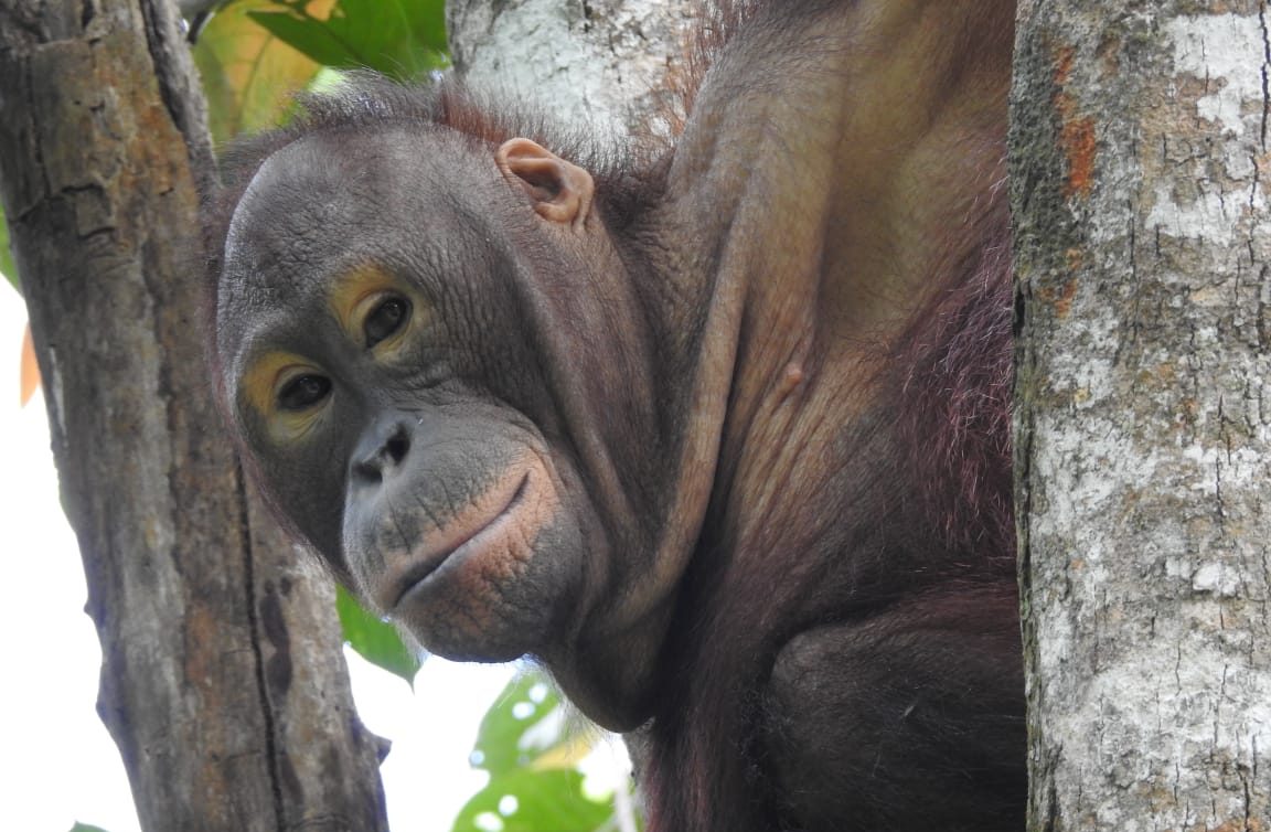 orang utan