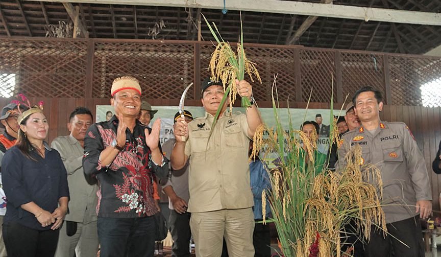 Bupati Mahakam Ulu (Mahulu) Bonifasius Belawan Geh, SH.,ME dan Ketua Tim Penggerak (TP) Pemberdayaan Kesejahteraan Keluarga (PKK) Mahulu Yovita Bulan Bonifasius hadir dalam acara Panen Raya Padi Lahan Kering 10 Ha di Kampung Mamahak Besar (Mambes), Kecamatan Long Bagun, Sabtu (25/02/2023).
