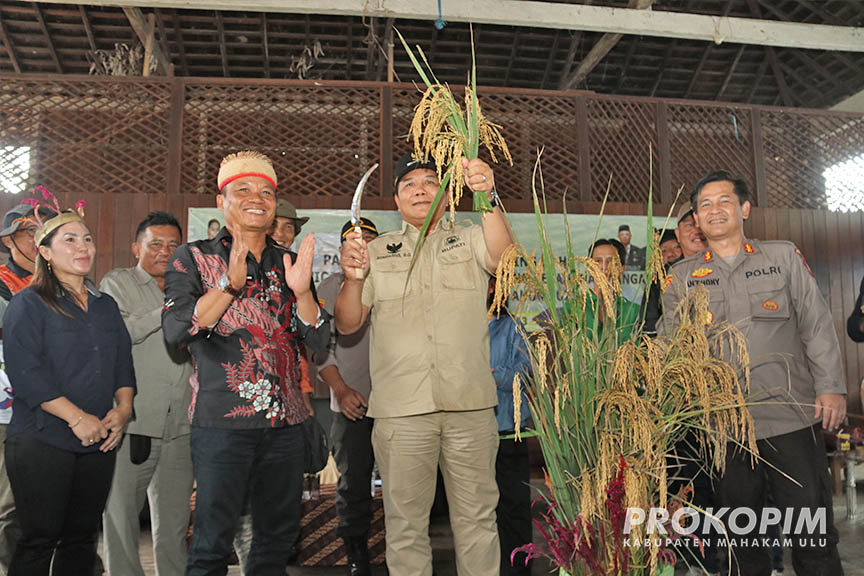 Sukses! Kampung Mambes Panen Raya Padi Lahan Kering 10 Ha Meski Terkendala Cuaca, Bupati Mahulu Sambut Kegembiraan Warga