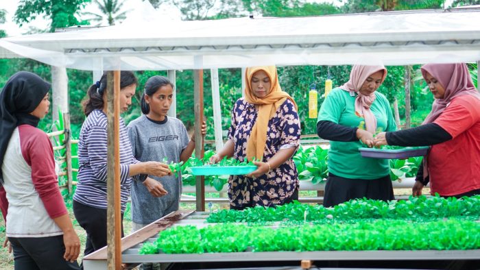 Warga di wilayah Nusantara, Desa Suka Raja, Kecamatan Sepaku aktif menanam sayuran seperti pokcoy dan salada dengan cara hidroponik. Foto: BorneoFlash.com/Ist.