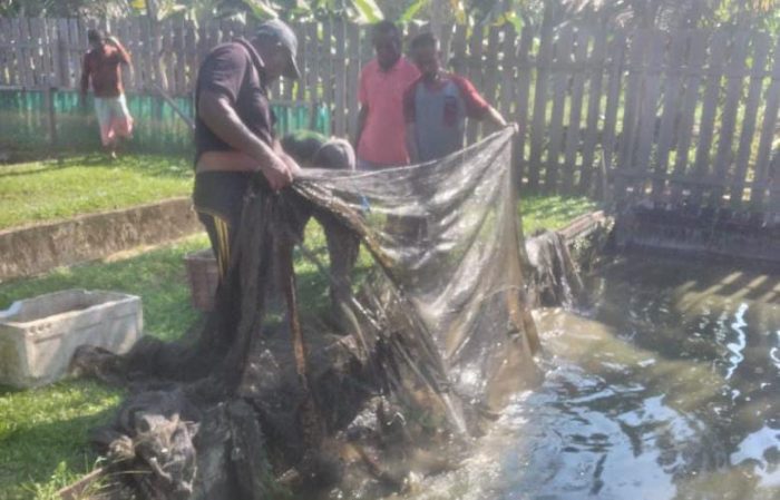Pembinaan Lapas Balikpapan kepada Warga Binaannya melalui kegiatan pembesaran ikan air tawar yakni Ikan Lele dan Ikan Patin. Foto: BorneoFlash.com/Ist.