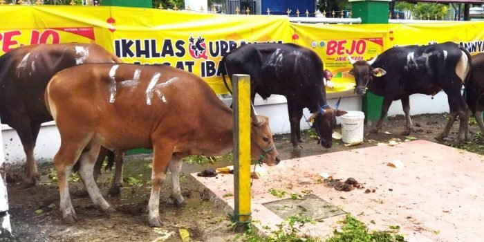 Hewan Kurban Masjid Agung At Taqwa Balikpapan Alami Peningkatan dari Tahun Sebelumnya