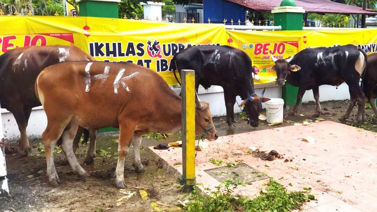 Hewan Kurban Masjid Agung At Taqwa Balikpapan Alami Peningkatan dari Tahun Sebelumnya
