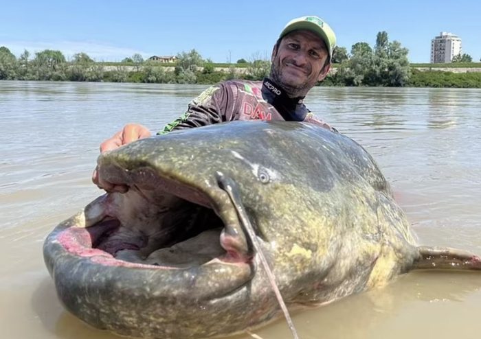 Alessandro Biancardi Berhasil Tangkap Ikan lele terbesar. Foto: Daily Mail
