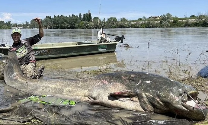 Ikan lele terbesar ditangkap. Foto: Daily Mail