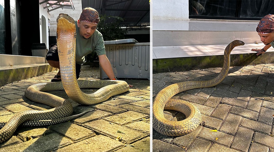 Diabetes Membuat Tubuh Panji Petualang Kurus, Gigitan Kobra Buat Ukuran Tangan Berubah