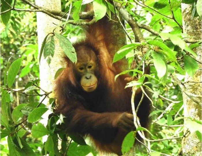 Yayasan BOS menjalankan Program Rehabilitasi Orangutan yang berlokasi di Pusat Rehabilitasi Samboja Lestari, Kalimantan Timur. Foto: HO/PHI.