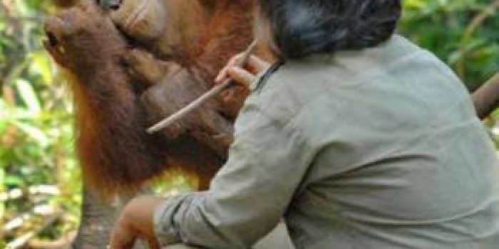 Yayasan BOS menjalankan Program Rehabilitasi Orangutan yang berlokasi di Pusat Rehabilitasi Samboja Lestari, Kalimantan Timur. Foto: HO/PHI.