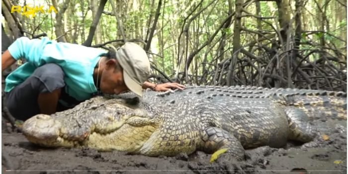 Ambo Keberatan Buaya Riska Dievakuasi, Dapat Cuan Lumayan dari Youtube Setiap Bulan