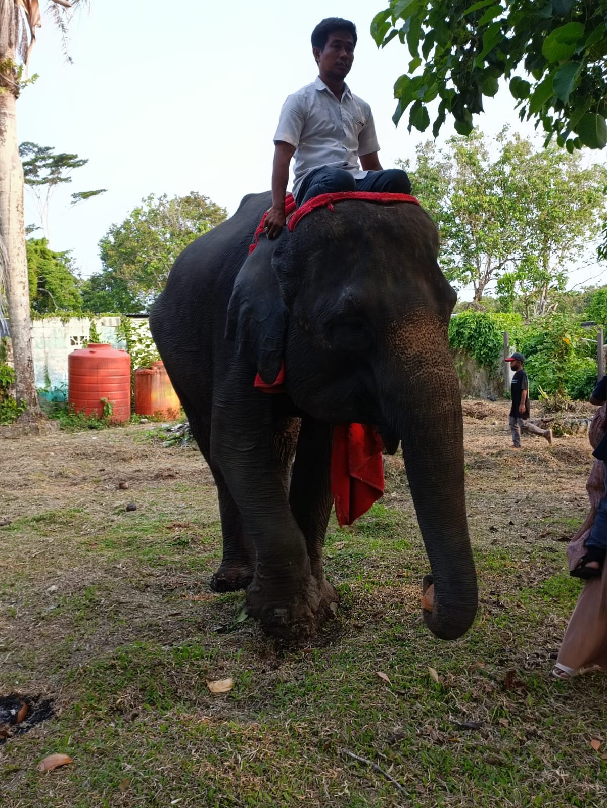 Gajah Lampung di Taman Wisata Satwa dan Budaya Teritip Balikpapan Foto: BorneoFlash.com