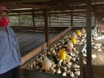 PT Pertamina EP (PEP) Bunyu Field mendukung peningkatan literasi mahasiswa tentang peternakan ayam broiler. Foto: HO/Pertamina EP