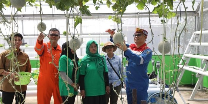 PT PEP Bunyu Field Kembangkan Inovasi Akar Pakis Mantap Betul, Jadi CSR Unggulan di Pulau Bunyu