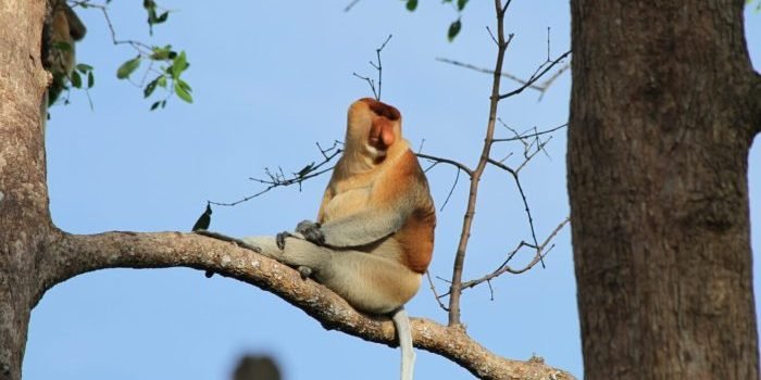 PEP Sangasanga Field berhasil mengembangkan Kelompok Sadar Wisata dan Ekowisata (Pokdarwis) berbasis pelestarian Bekantan. Foto: HO/PEP Sangasanga Field.