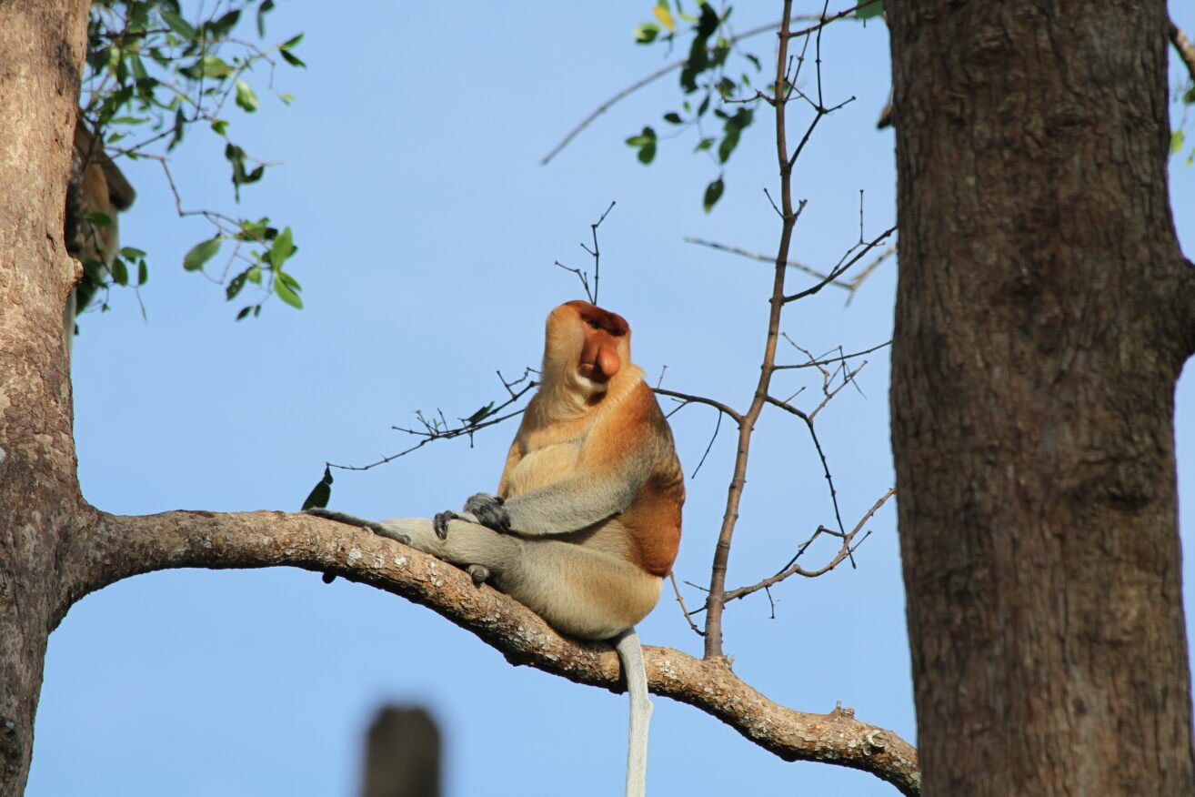 Pelestarian Bekantan, PEP Sangasanga Field Kembangkan Pokdarwis Ekowisata Sungai Hitam Lestari