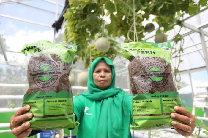 PT Pertamina EP (PEP) Bunyu Field berhasil mengembangkan inovasi akar pakis dalam produk Good Fern. Foto: HO/Pertamina EP.