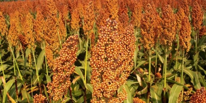Miliki Kandungan Nutrisi Tinggi dan Banyak Manfaat, Sorgum Berpotensi Sebagai Pengganti Beras
