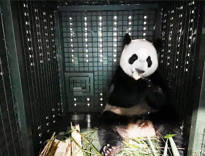 Le Le, anak panda raksasa yang lahir di Singapura dalam penerbangan Singapore Airlines. Foto: IST/dok.Mandai Wildlife Group