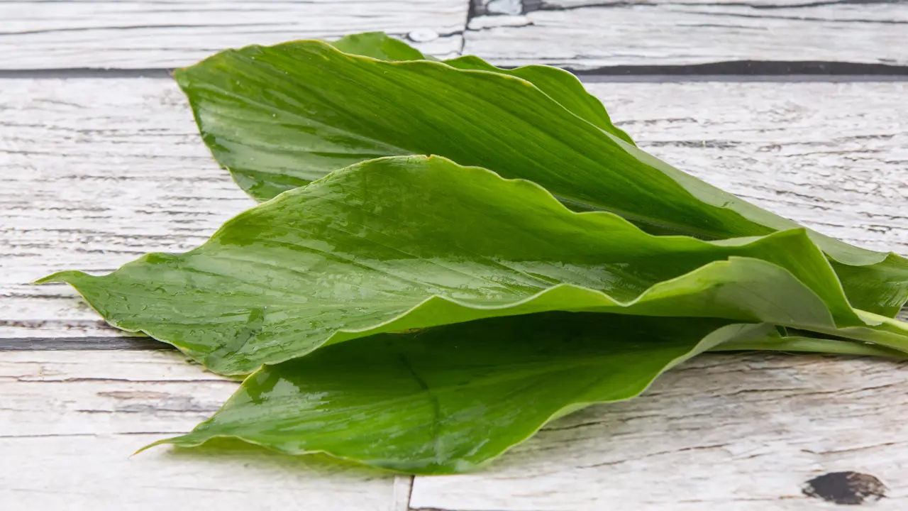 Berikut Resep Rebusan Daun Kunyit untuk Penurun Asam Urat dan Kolesterol