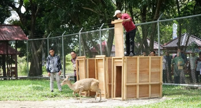 Penjabat (Pj) Bupati PPU Makmur Marbun, ikut mengawasi pelepasan rusa sambar ke lokasi penangkaran Pemda yang disiapkan di belakang kantor bupati PPU, Penjabat (Pj) Bupati PPU Makmur Marbun, ikut mengawasi pelepasan rusa sambar ke lokasi penangkaran Pemda yang disiapkan di belakang kantor bupati PPU, KM 09 Nipah-nipah, Kamis (15/2/2024). Foto: IST/DiskominfoPPU