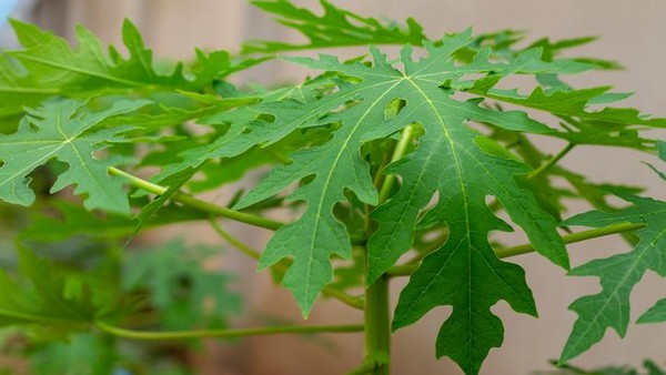 Berikut 8 Manfaat Daun Pepaya yang Jarang Diketahui