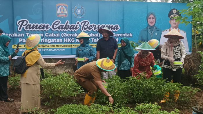 Ketua TP PKK Kota Balikpapan, Hj Nurlena Mas'ud saat memanen cabai bersama Wali Kota Balikpapan. Foto: BorneoFlash/Niken Sulastri