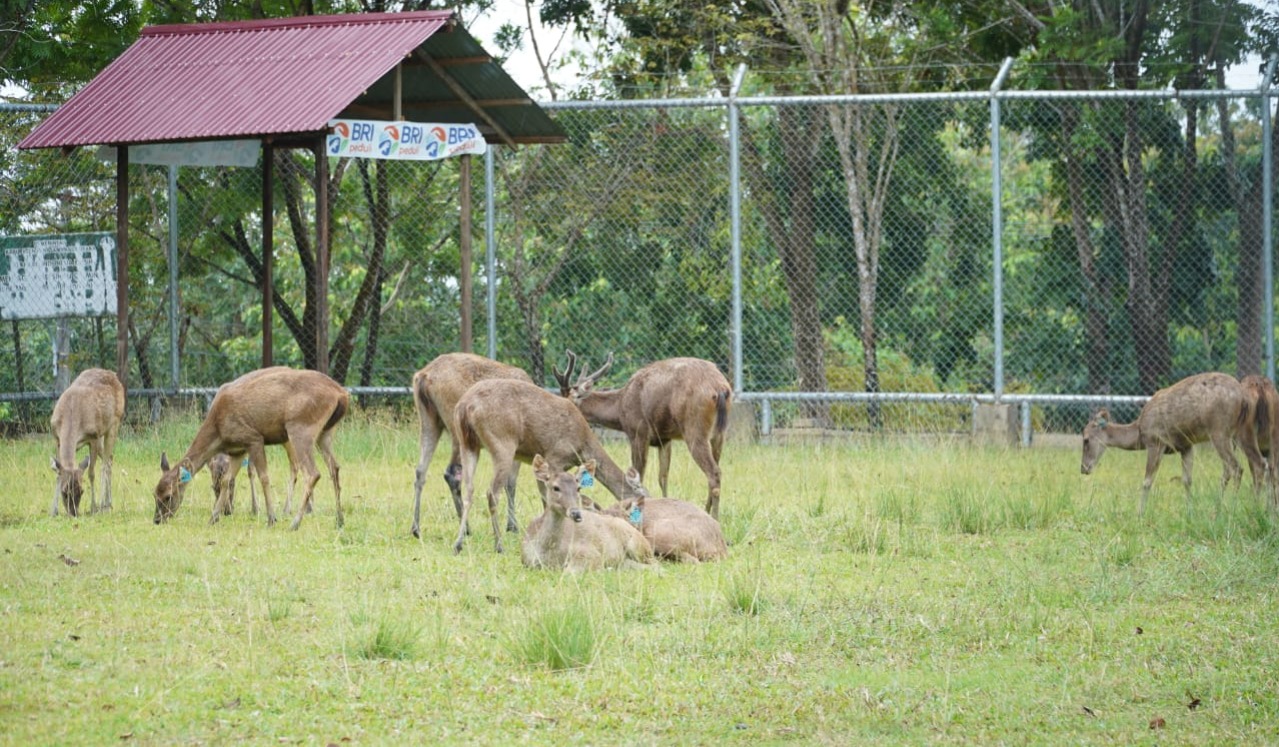 Penangkaran Rusa Sambar milik Pemkab PPU yang berada tepat di belakang Kantor Bupati, Kilometer 09 Nipah-Nipah, Minggu, (10/3/2024) siang.