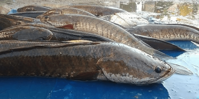 Berikut 10 Manfaat Ikan Gabus Berdasarkan Kandungan Gizinya