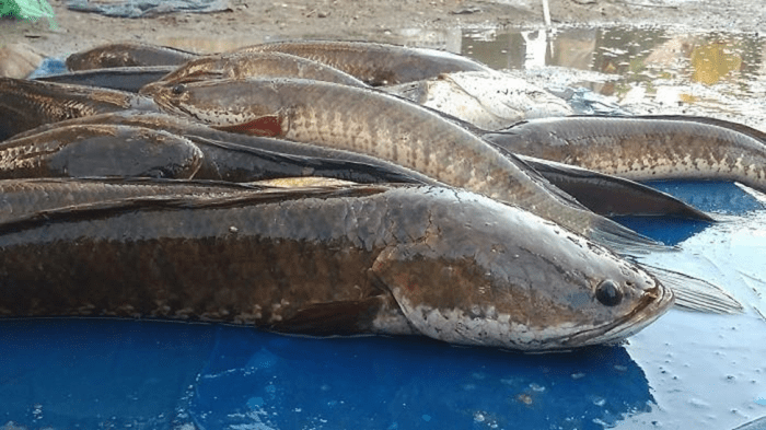Ikan Gabus. Foto: HO/Diskan Kutai Barat