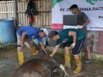 Badan Dakwah Islam (BDI) Patra Niaga Regional Kalimantan dengan seluruh unit operasi yang tersebar di Regional Kalimantan melaksanakan penyembelihan 104 hewan Kurban pada Senin (17/6/2024). Foto: HO/PPN Regional Kalimantan