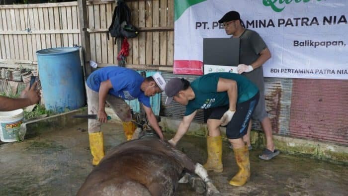 Badan Dakwah Islam (BDI) Patra Niaga Regional Kalimantan dengan seluruh unit operasi yang tersebar di Regional Kalimantan melaksanakan penyembelihan 104 hewan Kurban pada Senin (17/6/2024). Foto: HO/PPN Regional Kalimantan