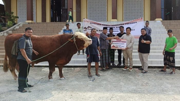 Sapi jenis Limosin dengan berat mencapai 900 kg diserahkan oleh perwakilan dari Istana Kepresidenan kepada pihak Masjid Darussalam. Foto: HO/Humas OIKN