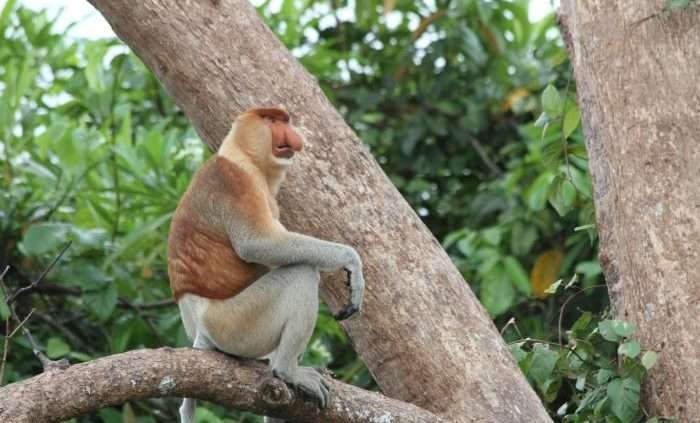 Populasi Bekantan saat ini di wilayah Samboja, khususnya Sungai Hitam, diperkirakan mencapai sekitar 400 ekor. Foto: HO/ Pertamina EP 
