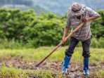Foto: Ilustrasi Petani (Dok. Freepik)