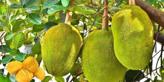 Nangka . Foto: Freepict