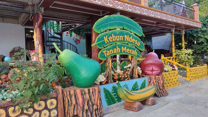 Agrowisata Kebun Ndesa Tanah Merah. BorneoFlash.com/Ist