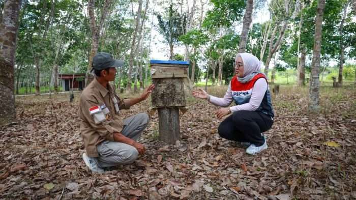 PEP Sangatta Field membantu kelompok tani membenahi sistem budidaya lebah kelulut di konservasi Taman Nasional (TN) Kutai, Kalimantan Timur. Foto: HO/PEP Sangatta Field