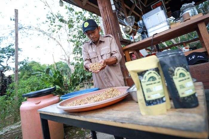 Program Kampung Kopi Luwak Desa Prangat Baru, atau disingkat Kapak Prabu, di Desa Prangat Baru, Kecamatan Marangkayu, Kabupaten Kutai Kartanegara, Kalimantan Timur. Foto: HO/PHKT