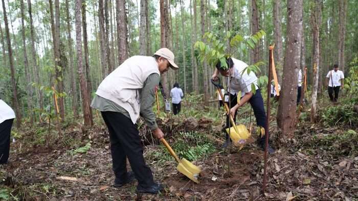 Kegiatan penanaman pohon di Kawasan Inti Pusat Pemerintahan (KIPP) IKN, tepatnya di Miniatur Hutan Hujan Tropis Nusantara pada Kamis (12/12/2024). Foto: HO/Humas Otorita IKN
