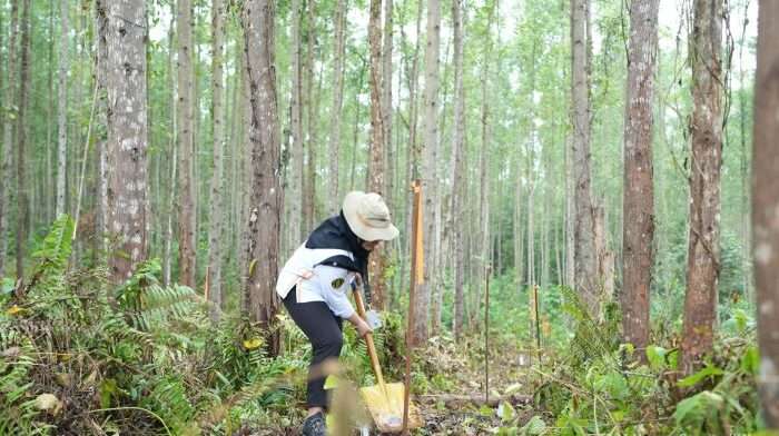 Kegiatan penanaman pohon di Kawasan Inti Pusat Pemerintahan (KIPP) IKN, tepatnya di Miniatur Hutan Hujan Tropis Nusantara pada Kamis (12/12/2024). Foto: HO/Humas Otorita IKN