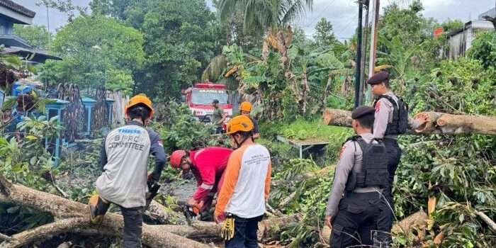 Pohon Tumbang Halangi Jalan di Balikpapan: Polisi dan Warga Bersatu Evakuasi Jalur Tersendat