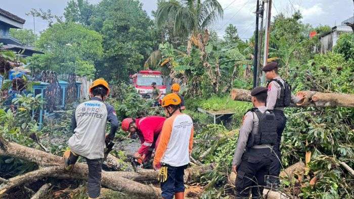 Pohon besar tumbang di Jalan Widya Praja 1, RT 4, Sepinggan Baru, Rabu (4/12/2024). Foto: HO/Humas Polda Kaltim