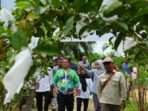 Menikmati Sensasi Wisata Buah Segar di Long Kali, Pusat Pertanian Kaltim (Dok. Istimewa)