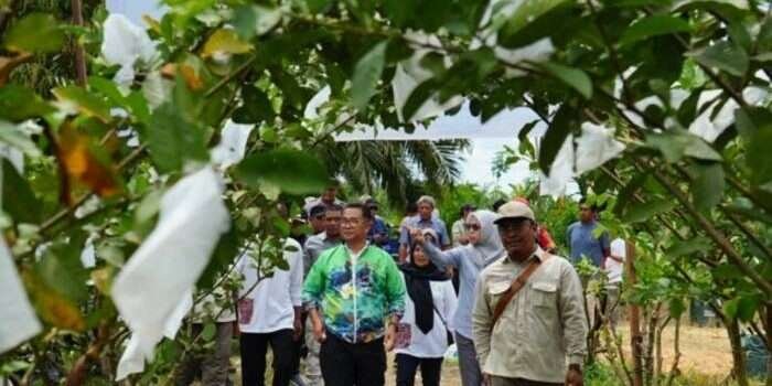 Menikmati Sensasi Wisata Buah Segar di Long Kali, Pusat Pertanian Kaltim (Dok. Istimewa)